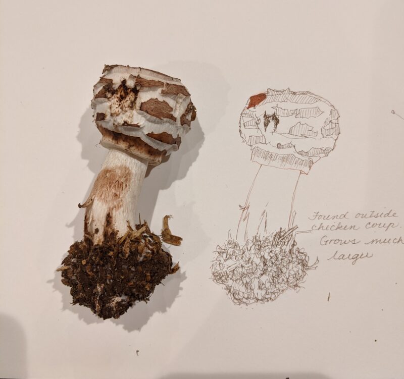 September 17 - October 22, 2025 - For the Fungi of It with Ellen Duarte
