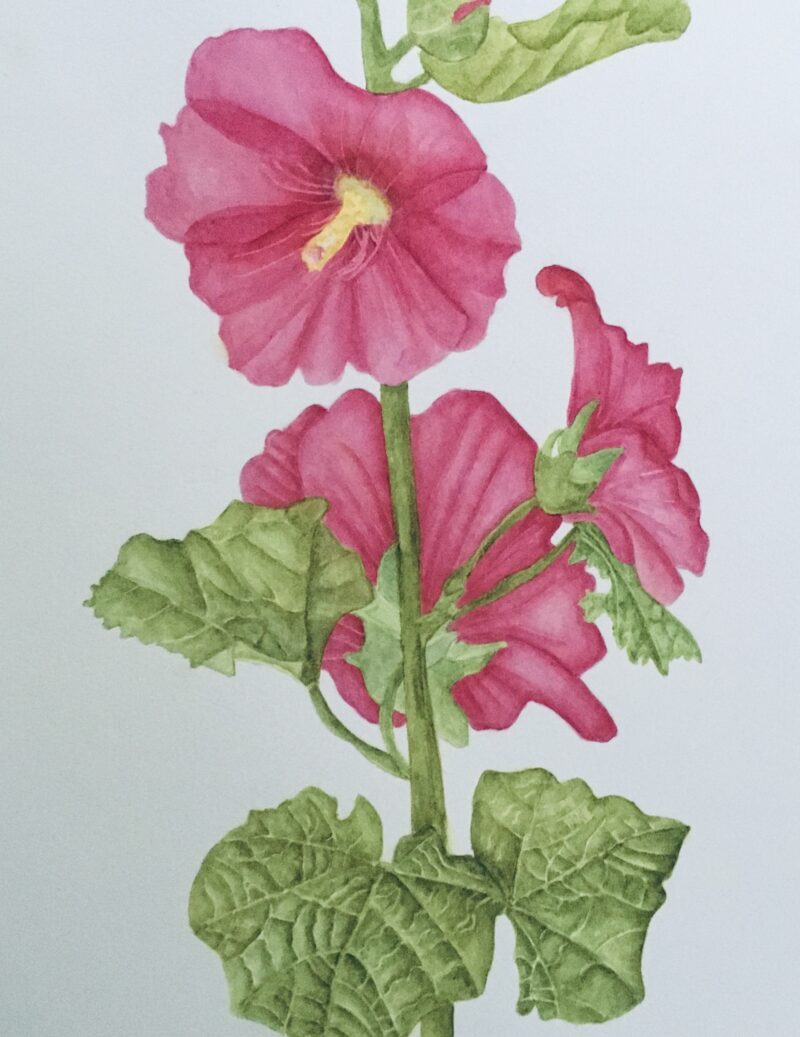 August 6 - September 10 - Summer Flowers in Perspective with Lynn Shepherd