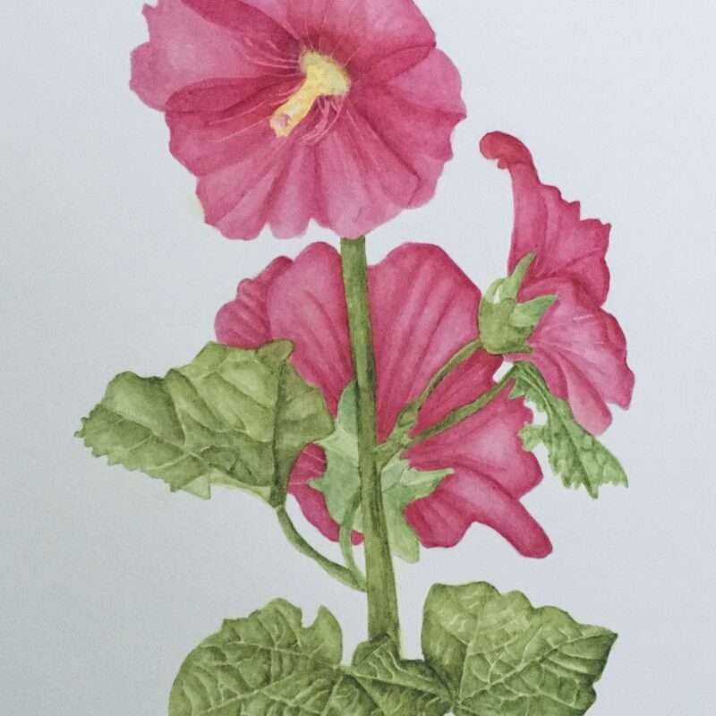 August 6 - September 10 - Summer Flowers in Perspective with Lynn Shepherd