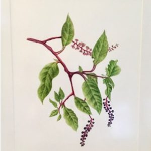 Botanical illustration of branch with green leaves and berries
