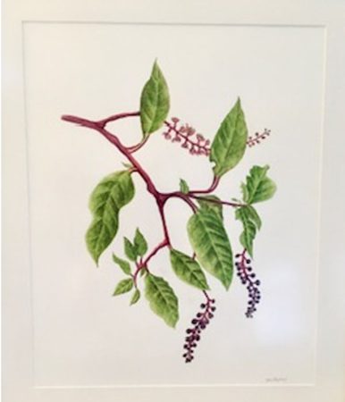 Botanical illustration of branch with green leaves and berries
