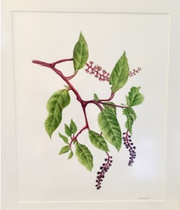 Botanical illustration of branch with green leaves and berries