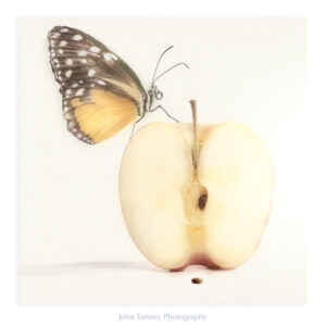Butterfly and Apple - John Tunney