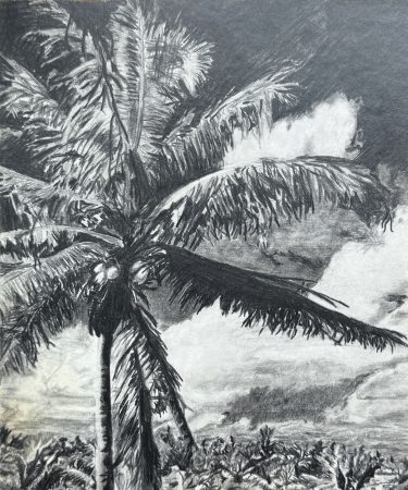 Black and white pencil drawing of a palm tree with coconuts and cloudy sky
