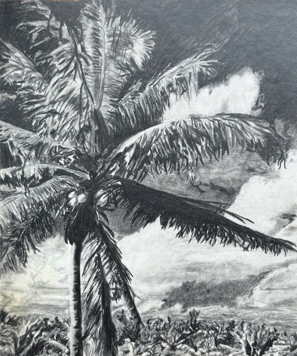 Black and white pencil drawing of a palm tree with coconuts and cloudy sky