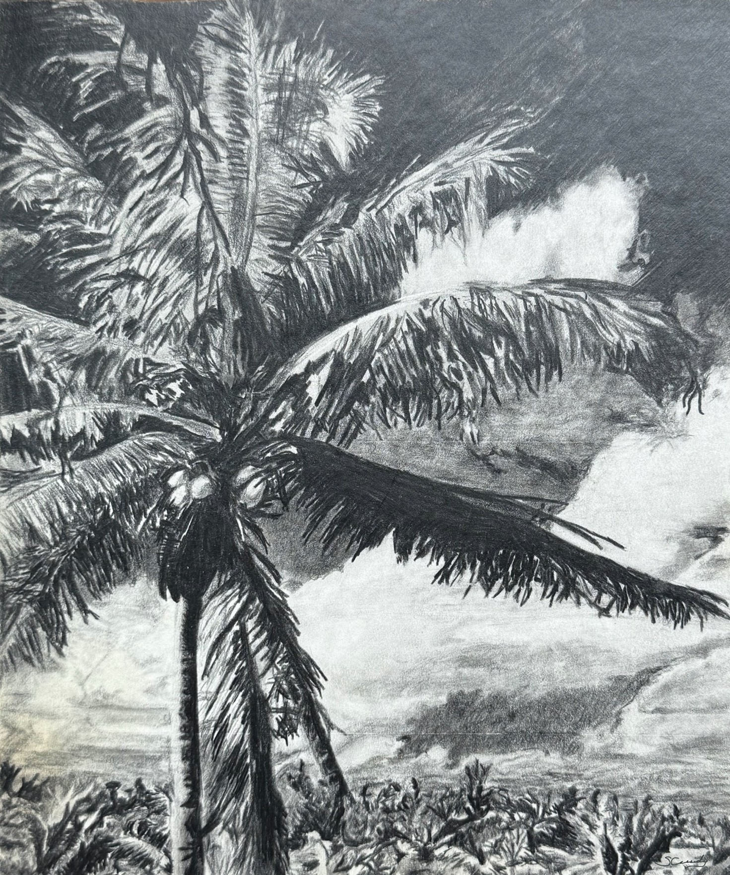 Black and white pencil drawing of a palm tree with coconuts and cloudy sky