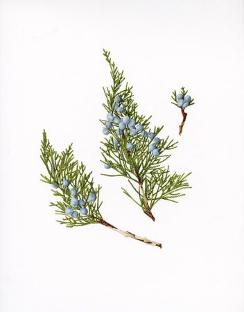<b>Lianne Gillespie</b></br> <i>Winter Juniper</i> </br>Watercolor</br>14x11"</br>$1200