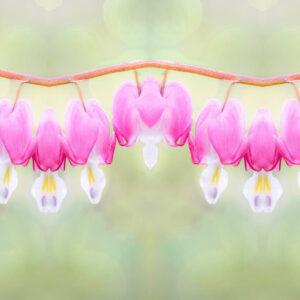 Creative Smartphone Imagery ~ From Image Capture to Creative Edits with Maryellen Stone, Zoom Course