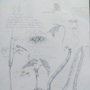 Botany Through Art for Homeschoolers with Ellen Duarte - Session 3