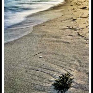 Seaweed on quiet sandy beach