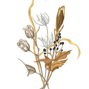 Botanical Watercolor Late Autumn Beauty with Lynn Shepherd Session 8